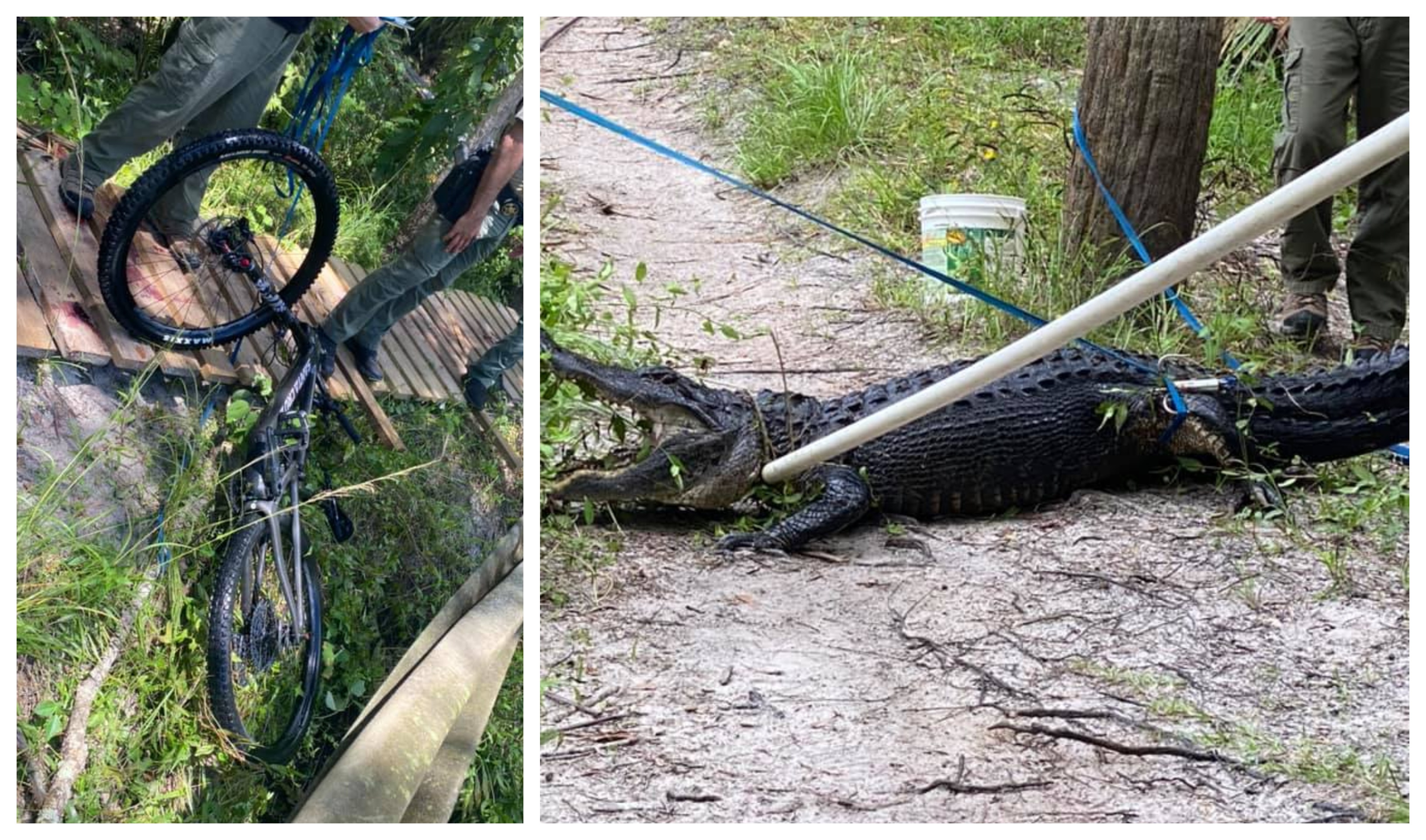 Alligator, Cyklist, Florida